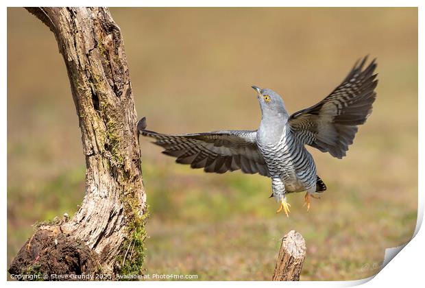 Cuckoo lift off Print by Steve Grundy