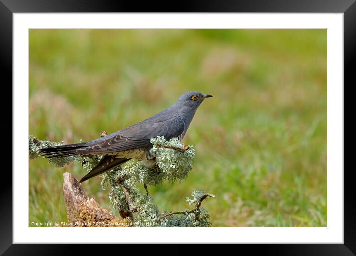 Perched Cuckoo Framed Mounted Print by Steve Grundy