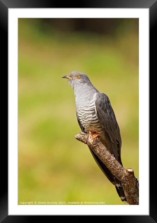 Elegant Cuckoo Perching Framed Mounted Print by Steve Grundy
