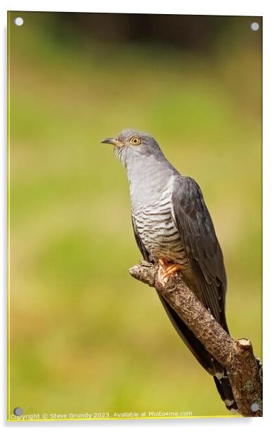 Elegant Cuckoo Perching Acrylic by Steve Grundy