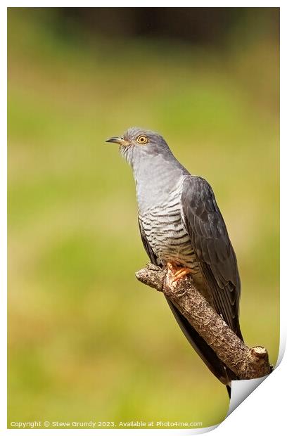 Elegant Cuckoo Perching Print by Steve Grundy