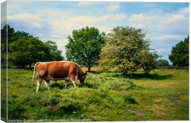 English Longhorn on Hartlebury Common Canvas Print by Linda Cooke