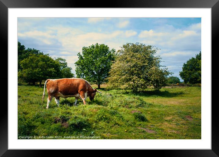 English Longhorn on Hartlebury Common Framed Mounted Print by Linda Cooke