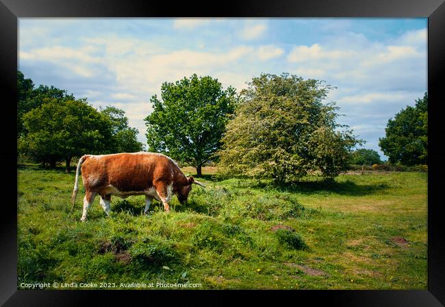 English Longhorn on Hartlebury Common Framed Print by Linda Cooke