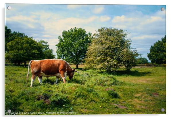 English Longhorn on Hartlebury Common Acrylic by Linda Cooke