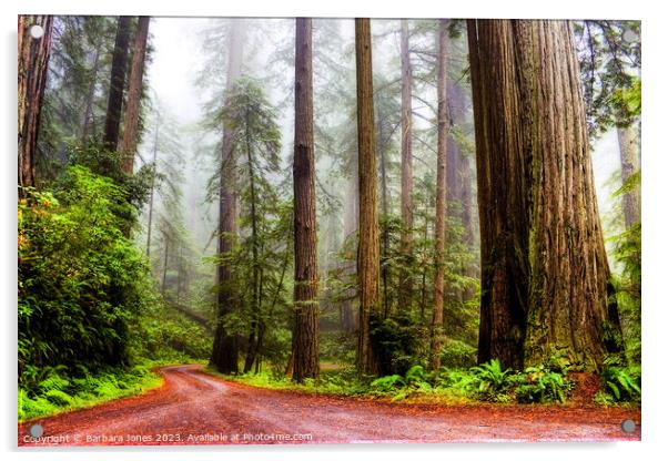 Giant Redwoods in the Mist, California USA Acrylic by Barbara Jones