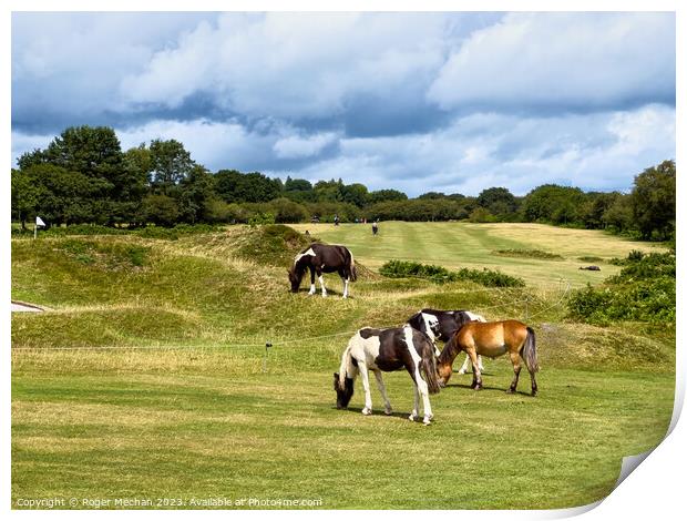 Dartmoor ponies on the golf course Print by Roger Mechan