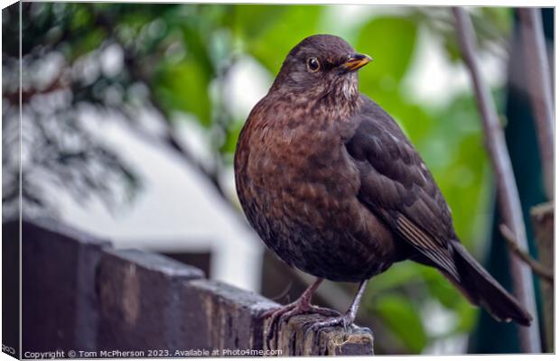 " Enchanting Female Blackbird" Canvas Print by Tom McPherson