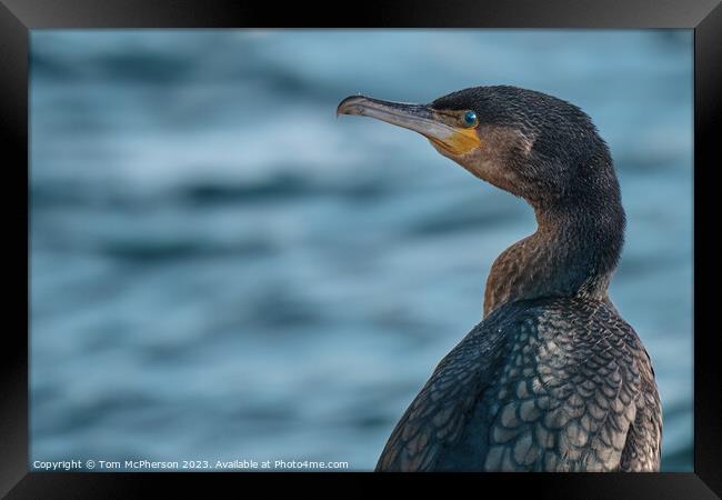 Cormorant Portrait Framed Print by Tom McPherson