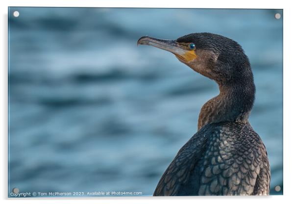 Cormorant Portrait Acrylic by Tom McPherson