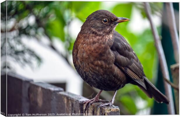 "Ethereal Beauty: Female Blackbird  Canvas Print by Tom McPherson