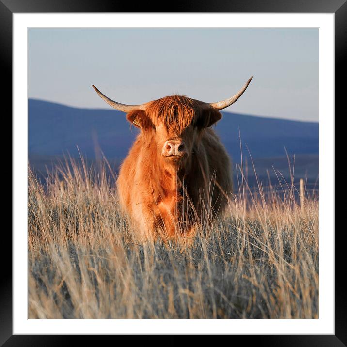 The Highland cow Framed Mounted Print by Leighton Collins