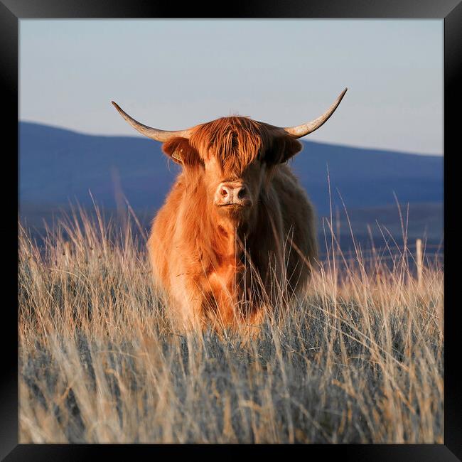 The Highland cow Framed Print by Leighton Collins