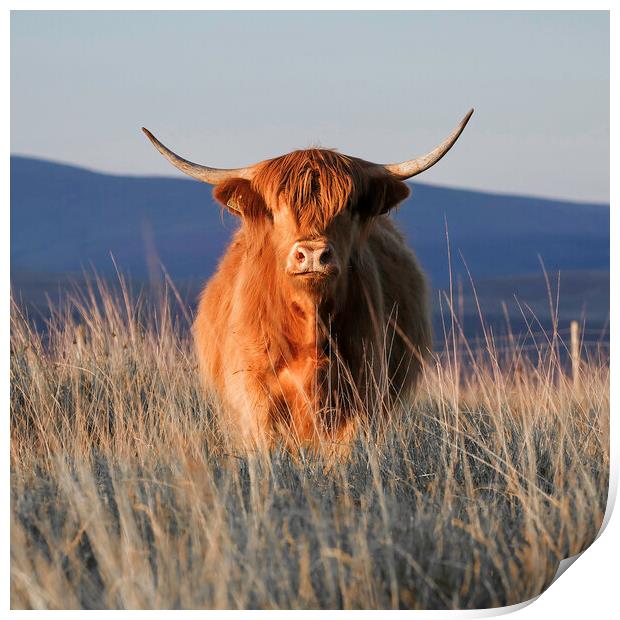 The Highland cow Print by Leighton Collins