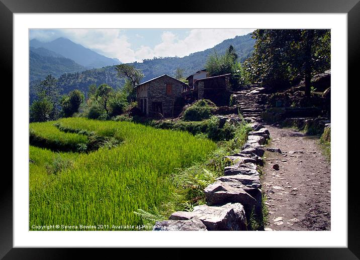 Rice Fields by the Path to Ghorepani Framed Mounted Print by Serena Bowles