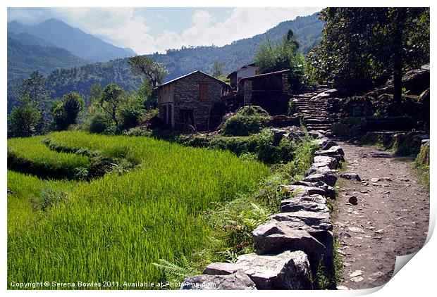 Rice Fields by the Path to Ghorepani Print by Serena Bowles
