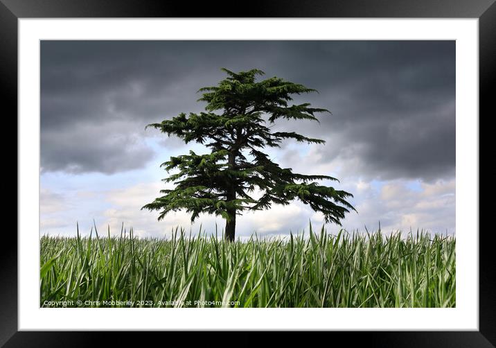 A Lone Tree, with a stormy sky Framed Mounted Print by Chris Mobberley