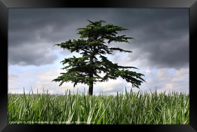 A Lone Tree, with a stormy sky Framed Print by Chris Mobberley