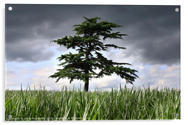 A Lone Tree, with a stormy sky Acrylic by Chris Mobberley