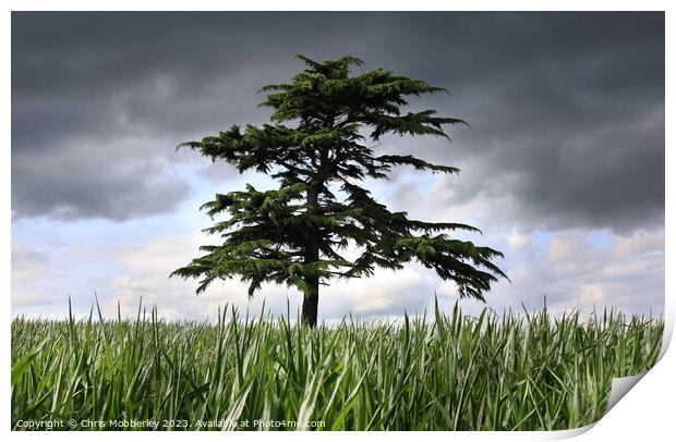 A Lone Tree, with a stormy sky Print by Chris Mobberley