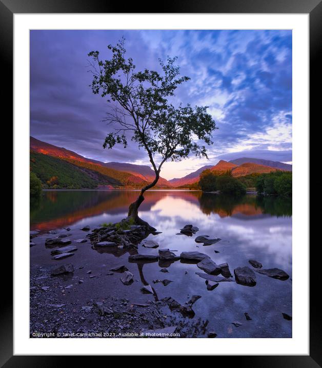 Nightfall at the Lone Tree Framed Mounted Print by Janet Carmichael
