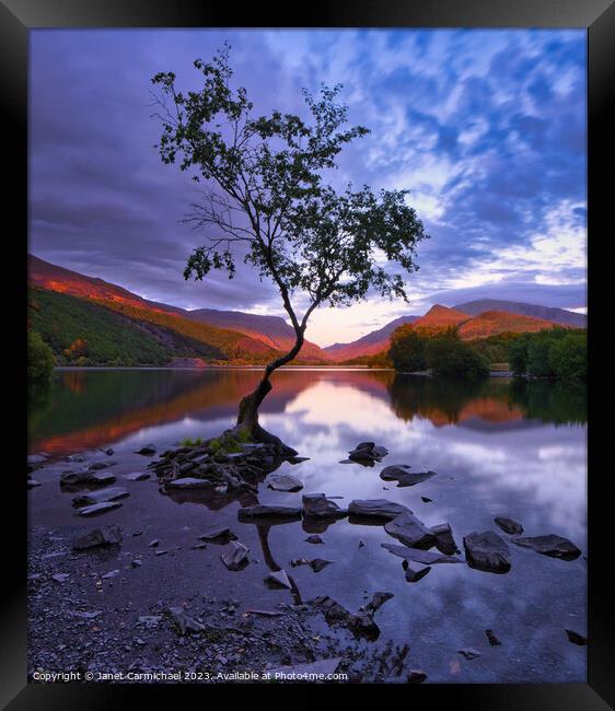 Nightfall at the Lone Tree Framed Print by Janet Carmichael