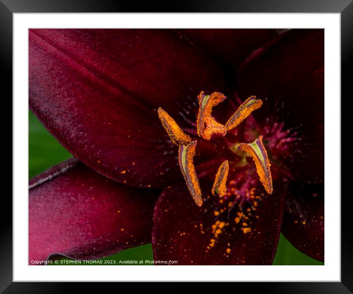 Orange On Burgundy Framed Mounted Print by STEPHEN THOMAS