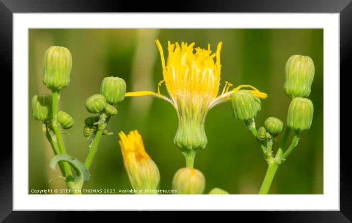Sow Thistle Group Photo Framed Mounted Print by STEPHEN THOMAS