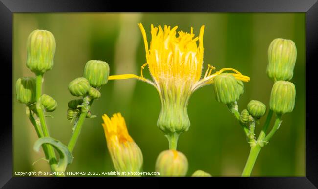 Sow Thistle Group Photo Framed Print by STEPHEN THOMAS