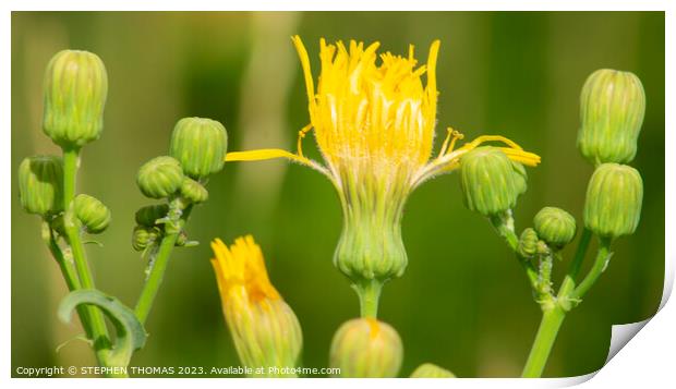 Sow Thistle Group Photo Print by STEPHEN THOMAS