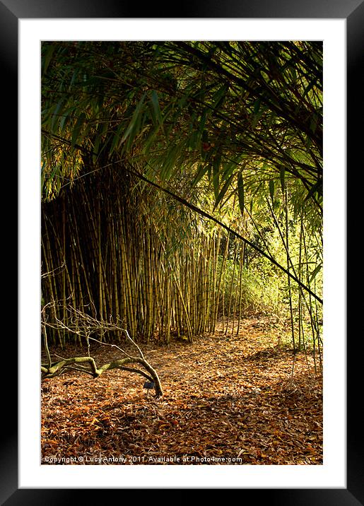 Sunlight through bamboo Framed Mounted Print by Lucy Antony