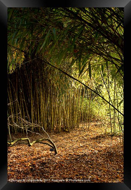 Sunlight through bamboo Framed Print by Lucy Antony