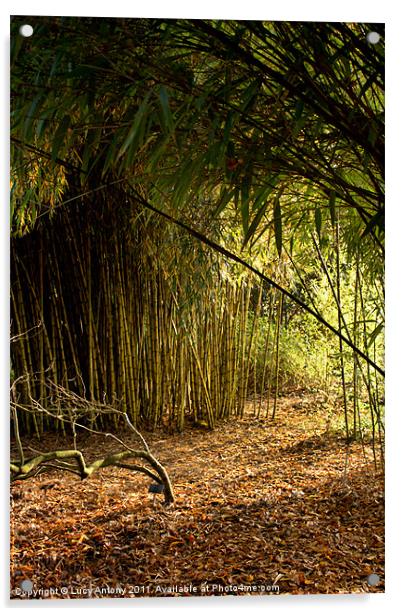 Sunlight through bamboo Acrylic by Lucy Antony