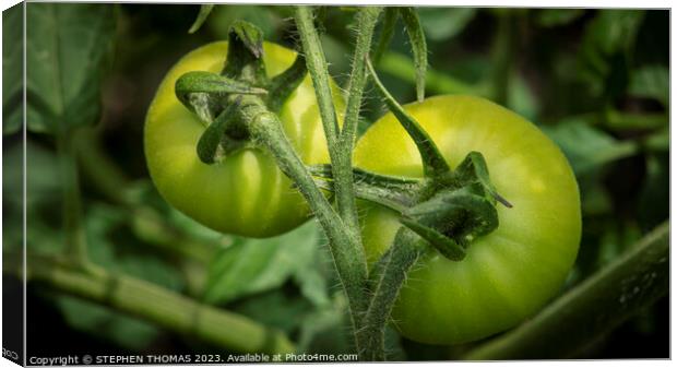 Two Green Tomatoes Canvas Print by STEPHEN THOMAS