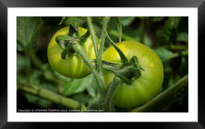 Two Green Tomatoes Framed Mounted Print by STEPHEN THOMAS