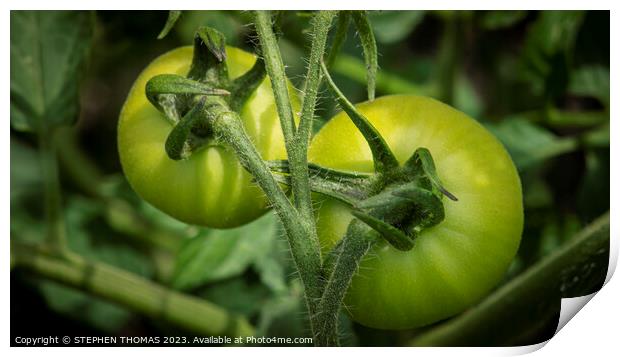 Two Green Tomatoes Print by STEPHEN THOMAS