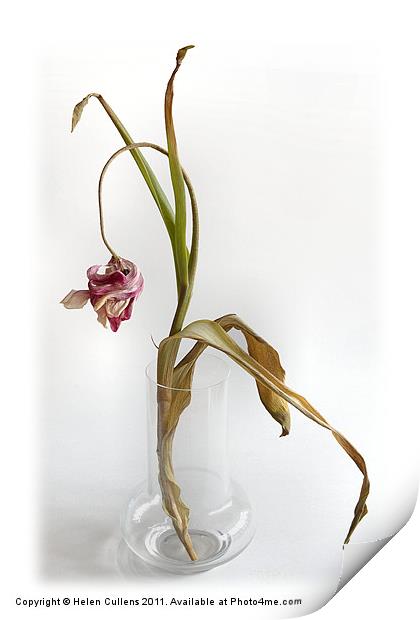 WITHERED TULIP Print by Helen Cullens