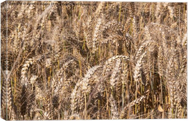 Field of wheat Canvas Print by aurélie le moigne