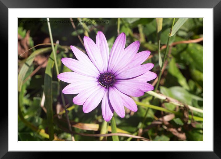 Purple Osteospermum flower in a garden Framed Mounted Print by aurélie le moigne