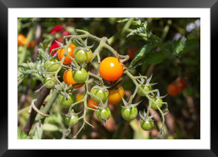 Cherry tomatoes growing in a vegetable garden Framed Mounted Print by aurélie le moigne