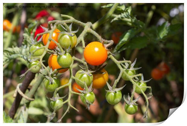 Cherry tomatoes growing in a vegetable garden Print by aurélie le moigne