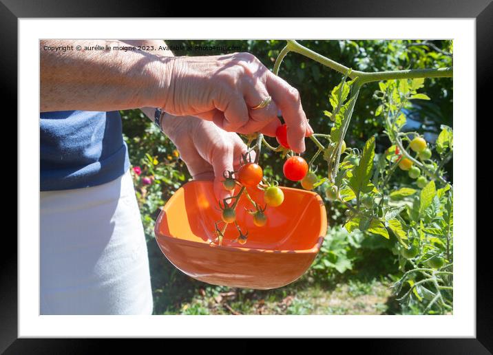 To pick cherry tomatoes in a vegetable garden Framed Mounted Print by aurélie le moigne