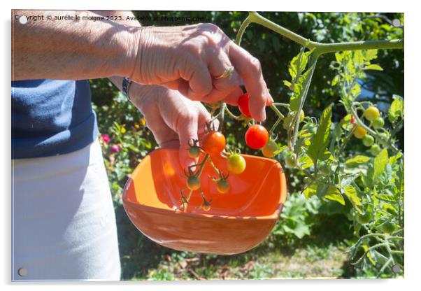 To pick cherry tomatoes in a vegetable garden Acrylic by aurélie le moigne