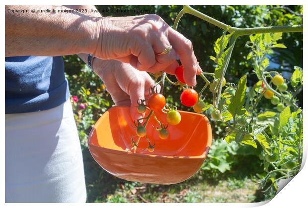 To pick cherry tomatoes in a vegetable garden Print by aurélie le moigne