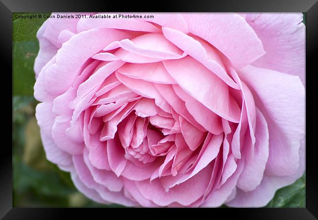 Pink Rose Framed Print by Colin Daniels