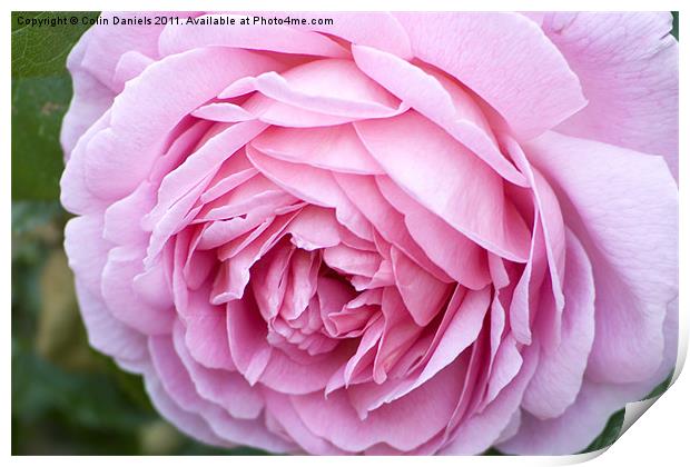 Pink Rose Print by Colin Daniels