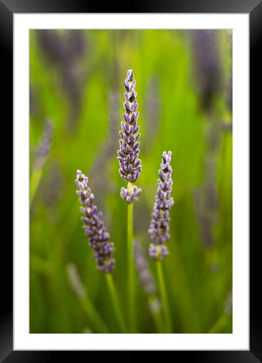 Lavender Flowers Framed Mounted Print by Dave Hudspeth Landscape Photography