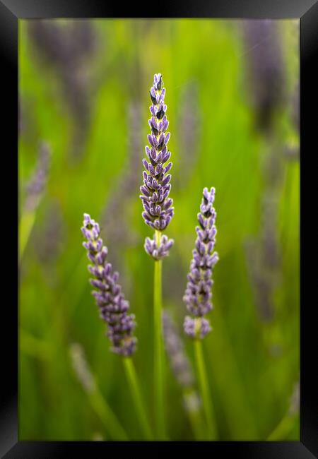 Lavender Flowers Framed Print by Dave Hudspeth Landscape Photography