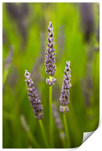Lavender Flowers Print by Dave Hudspeth Landscape Photography