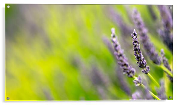 Lavender Flowers Acrylic by Dave Hudspeth Landscape Photography